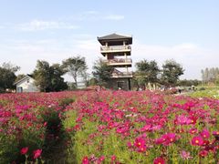 -杭州湾海上花田景区