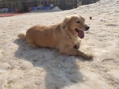 -宠乐会宠物乐园