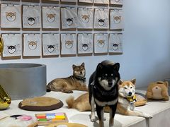 -柴务处·柴犬主题狗咖