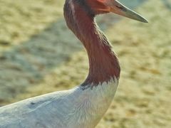 -盐城丹顶鹤湿地生态旅游区