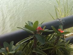 景点-大湾区中央湿地公园