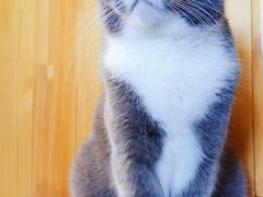 -猫大福·Fortune Cat猫舍(百子湾店)