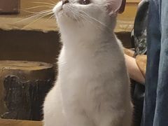 -猫猫幼稚园·撸猫·桌游·电玩