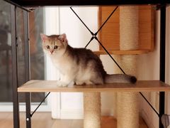 -东方名猫馆·英短金渐层布偶猫舍(环线广场1号楼店)