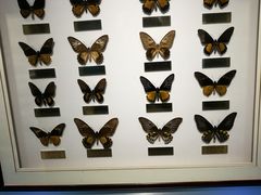 -上海昆虫博物馆