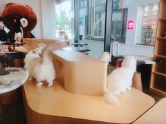 -瞄一喵猫咖(格力海岸店)