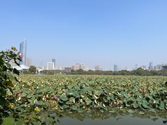 -月湖风景区