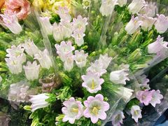 -循礼门鲜花花市(武汉循礼门店)