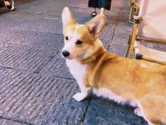 -安家村酒馆