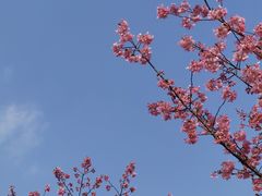 -顾村公园