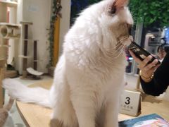 -藏猫猫咖啡主题馆(中央大道店)