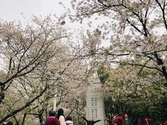 -武汉大学-樱园