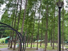 -黄海国家森林公园