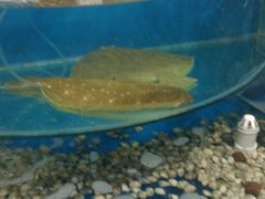 -雅逸居海鲜小厨