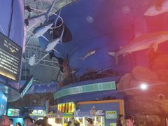 -烟台海昌鲸鲨海洋公园