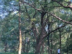 -杭州植物园
