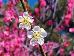 -国家植物园