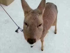 -亚布力新体委滑雪场