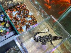 -大学城夜市大排档(凤栖路店)