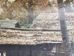 -海南槟榔谷黎苗文化旅游区