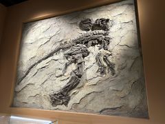 -辽宁古生物博物馆