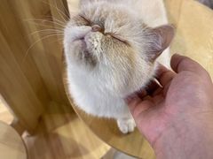 -Heymao猫咖.咖啡厅(东门店)