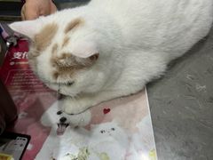 -四月宠物医院·猫专科·心脏专科·内科(转塘店)