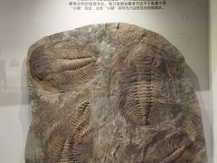 -长江文明馆