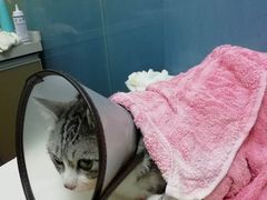 -宠物星动物医院·眼科·异宠·猫科(江南大道总院)