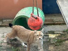 -青藏高原野生动物园