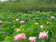 -荷塘月色湿地公园·向阳花洲