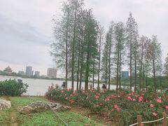 -顺峰山公园