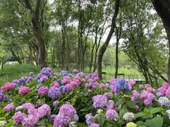 -西湖风景区-江洋畈生态公园