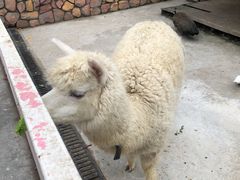 -J Create城市露营咖啡·简餐·宠物(上海动物园店)