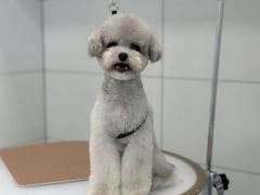 -帕帕拉兹宠物(亚洲旗舰店)