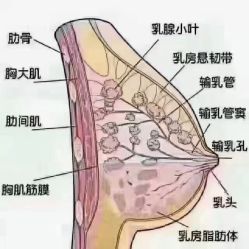 -香薇妮丝女子减肥院