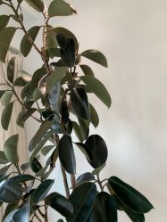 -HEYAN长风荷妍专业脱毛美肤
