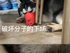 -汪说·狗咖(旺城大厦店)