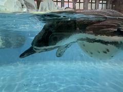 -帝企鹅自助餐厅•儿童岛•真企鹅(长隆企鹅酒店)