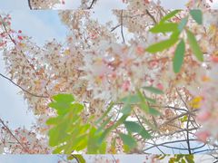 -深圳国际园林花卉博览园