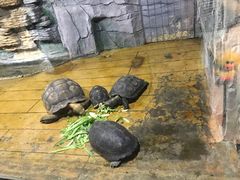 -石家庄市动物园