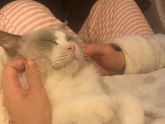 -Bastet sally猫舍购宠(静安店)
