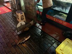 -全乐鱼馆·淳牌有机鱼直营店