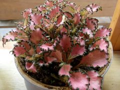 -长颈鹿咖啡(大学路店)