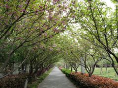 -高东镇樱花园