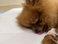 -爱侣·安琦尔宠物医院·中兽医针灸·心内科·狂犬免疫点(宝山区院)