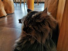 -蓝鲸·缅因猫舍