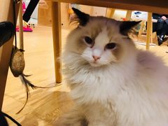 -Pets First伊珊娜洗护·精致美容·家庭式寄养(新会路店)