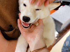 -逗柴咖啡屋·狗咖猫咖宠物桌游