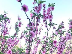 -桃花涧